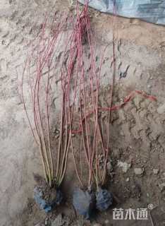 高度80厘米红瑞木