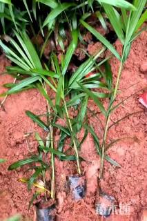 裸干高25厘米棕竹