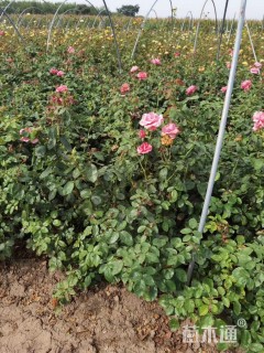 高度30厘米月季