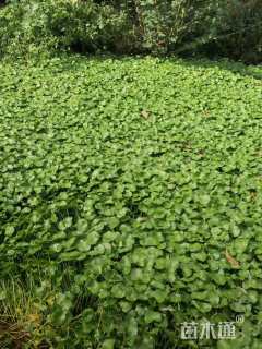 高度10厘米铜钱草