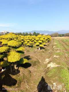 20公分造型亮晶女贞