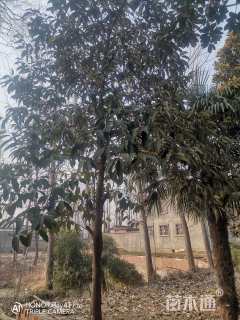 高度300厘米含笑