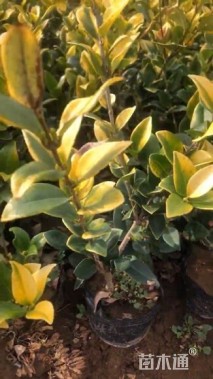 高度30厘米金森女贞