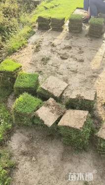 草块状马尼拉草