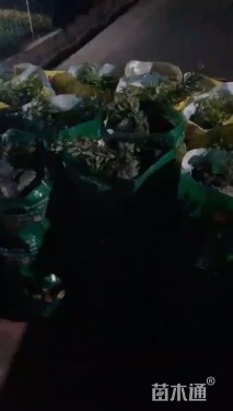 高度20厘米胡椒木