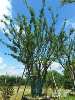 10公分(5杆)丛生朴树