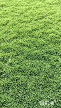 草卷状四季青草坪