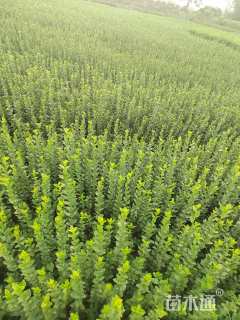 高度50厘米卫矛