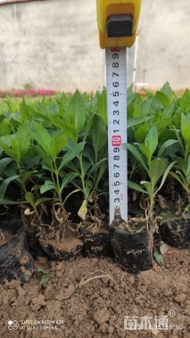 高度10厘米宿根福禄考