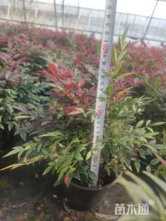 高度20厘米南天竹