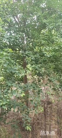 10公分乌桕