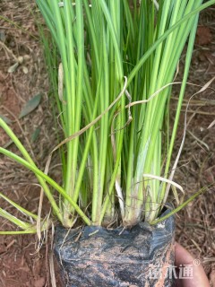 高度30厘米金叶石菖蒲