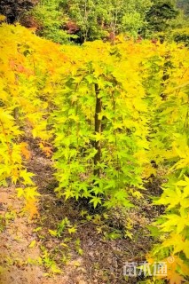 5公分黄金流泉