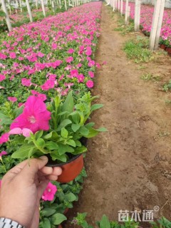 高度15厘米垂钓牵牛