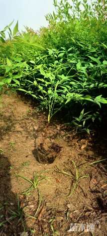 高度50厘米南天竹小苗