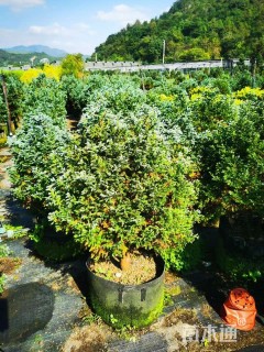 高度60厘米蓝色波尔瓦