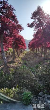 高度250厘米红花继木