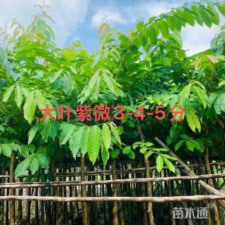 3公分大叶紫薇