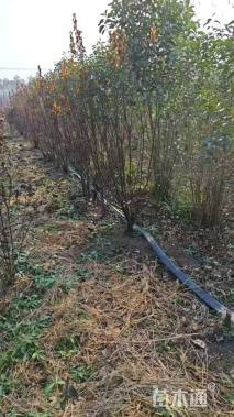 高度250厘米丛生紫叶李