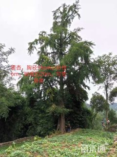 100公分银杏