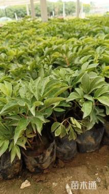 高度20厘米芍药