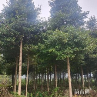 15公分金丝楠木