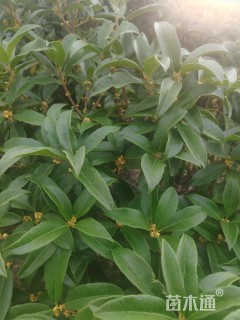 25公分桂花