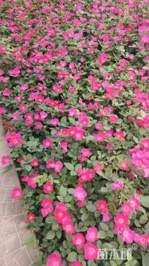 高度30厘米丰花月季