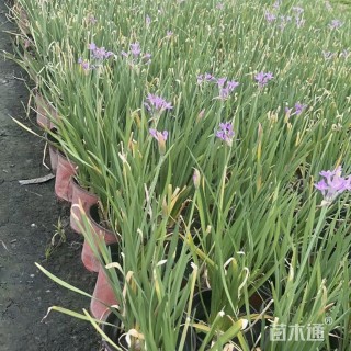 高度30厘米紫娇花