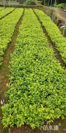 高度30厘米黄叶假连翘