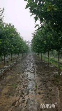 8公分美国红枫-红冠