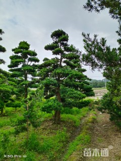 10公分罗汉松