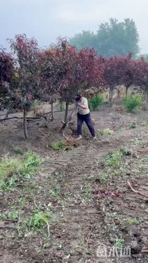 13公分红叶碧桃