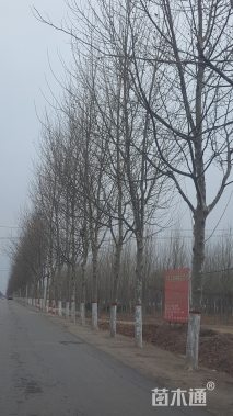 25公分法桐