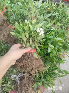 高度10厘米栀子花