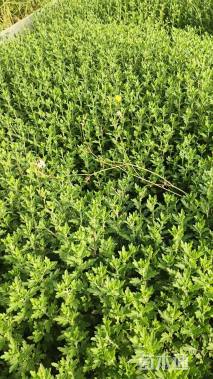 高度30厘米小菊花