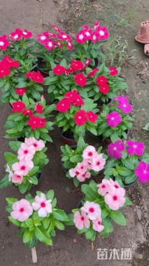 高度15厘米长春花