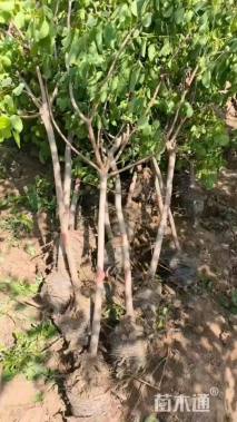 1公分黄栌