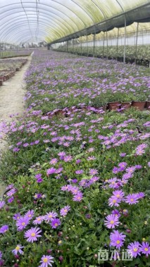 高度15厘米姬小菊