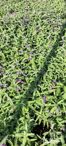 高度20厘米墨西哥鼠尾草