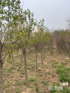 高度250厘米丁香