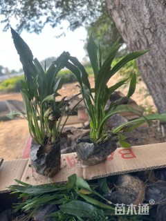 高度20厘米紫菀