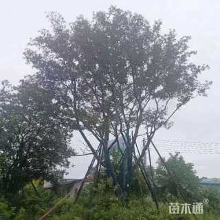 100公分丛生朴树