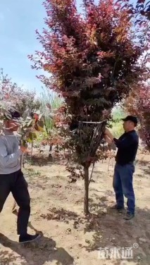 5公分美人梅