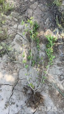 高度80厘米红王子锦带