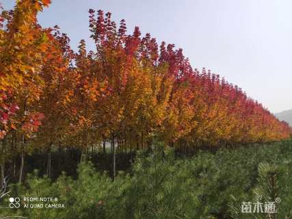 8公分美国红枫-秋火焰