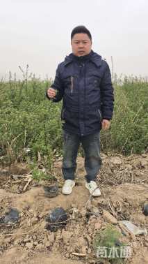 高度80厘米黄刺玫