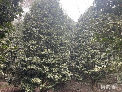 高度700厘米茶花-红露珍