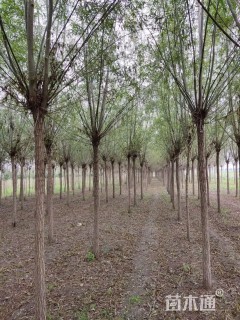 8公分暴马丁香