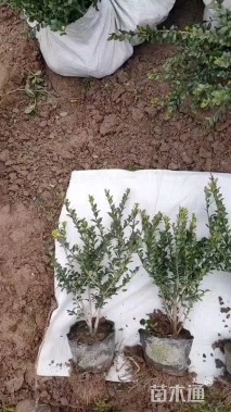 高度50厘米龟甲冬青